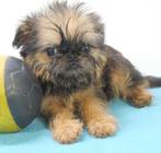 Brusselse Griffon - Belgische pup te koop, Dieren en Toebehoren, België, CDV (hondenziekte), 8 tot 15 weken, Meerdere