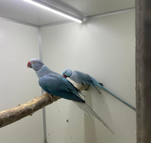 kweekkoppel halsbandparkieten wkws, Dieren en Toebehoren, Vogels | Parkieten en Papegaaien, Papegaai