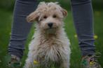 Prachtige Maltipoo pups 🐾, CDV (hondenziekte), Meerdere, 8 tot 15 weken, Meerdere dieren