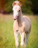 Schitterend Welsh A hengstveulen, Gechipt, Hengst, 0 tot 2 jaar, A pony (tot 1.17m)