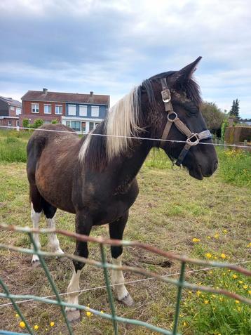 Jaarling hengst