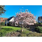 Magnolia soulangeana, Enlèvement, Ombre partielle