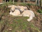 Devon en Cornwall ooilam te ruilen, Mouton, Femelle, 0 à 2 ans