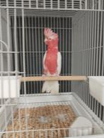 Tamme baby Lutino rose Kakatoes met DNA en getest op alle zi, Dieren en Toebehoren, Vogels | Parkieten en Papegaaien, Vrouwelijk
