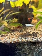 Jonge ancistrussen, Dieren en Toebehoren, Vissen | Aquariumvissen