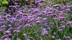 verbena-ijzerhard, Ophalen, Vaste plant