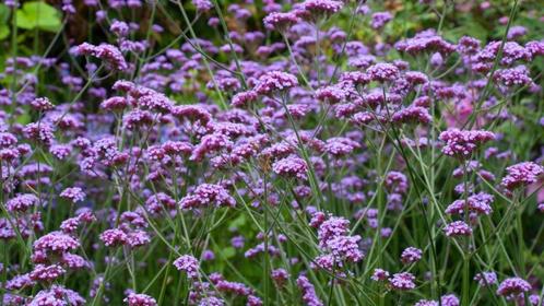 verbena-ijzerhard, Tuin en Terras, Planten | Tuinplanten, Vaste plant, Ophalen