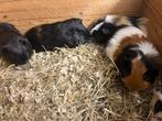 Jonge cavia’s, Dieren en Toebehoren, Knaagdieren, Oktober, Meerdere dieren, Cavia