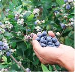 BLAUWE BOSBESSEN PLANTEN "BLUECROP", 5€/STUK ( 5 VOOR 20€ ), Tuin en Terras, Vaste plant, Ophalen of Verzenden, Halfschaduw, Fruitplanten