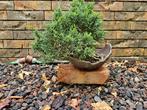 Bonsai juniperus, Tuin en Terras, Ophalen