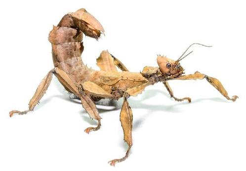 Oeufs de phasmes scorpion, Dieren en Toebehoren, Transportboxen, Ophalen of Verzenden