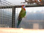 pennantparkiet, Dieren en Toebehoren, Parkiet, Geringd