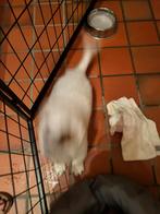 Puppyren, Ophalen, Zo goed als nieuw