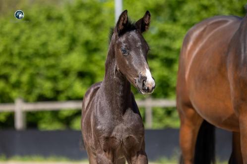 Hengstenveulen Succession x Ferdeaux, Dieren en Toebehoren, Paarden, Hengst, Niet van toepassing, 0 tot 2 jaar, Dressuurpaard
