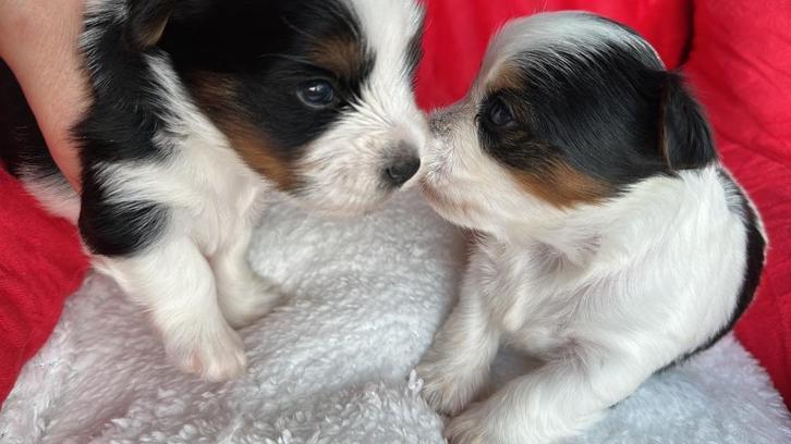 À réserver bébé Biewer Yorkshire, Animaux & Accessoires, Chiens | Chihuahuas & Chiens de compagnie, Chien (mâle), Autres races