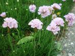 Engels gras zaden, Armeria maritima, Verzenden, Zaad