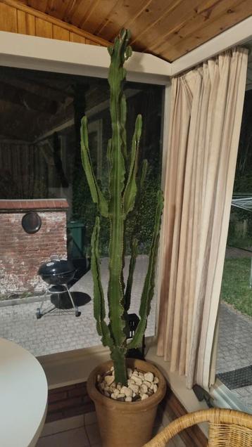 Super grote cactus xxl eyecatcher!!!! beschikbaar voor biedingen
