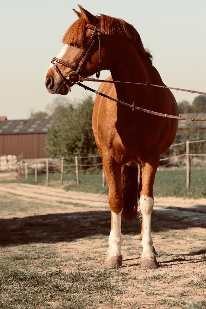 Gezocht: gemotiveerde halfpensionruiters (regio Haasrode), Dieren en Toebehoren, Paarden, Meerdere dieren, Minder dan 160 cm, Springpaard