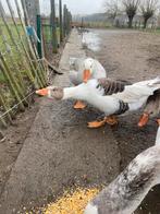 Jonge ganzen, Animaux & Accessoires, Volatiles, Plusieurs animaux, Oie ou Cygne