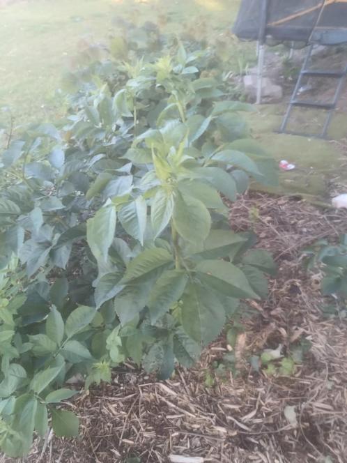 Amerikaanse vlier, Tuin en Terras, Planten | Bomen, Ophalen