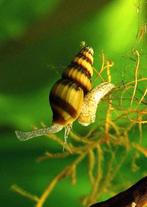 Helena slakken (slak etende slak)., Dieren en Toebehoren, Vissen | Aquariumvissen, Slak of Weekdier, Zoetwatervis