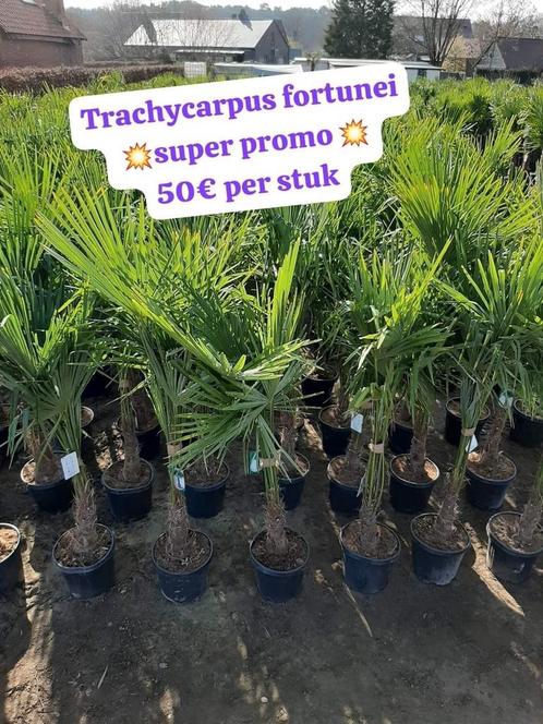 Palmbomen  Palmbomen en nog Palmbomen, Tuin en Terras, Planten | Tuinplanten, Ophalen