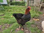 Marans haantjes, Mannelijk, Kip