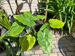 Colocasia Thai Giant, Ophalen