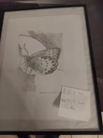 Potlood tekening vlinder, Ophalen of Verzenden