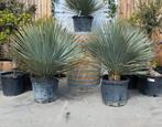 Yucca rostrata!, Tuin en Terras, Planten | Tuinplanten, Ophalen of Verzenden