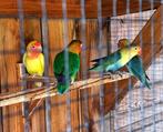 2 koppels dwergpapagaaien, Dwergpapegaai of Agapornis