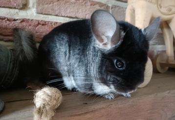 Chinchilla bokje beschikbaar voor biedingen