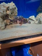 Cichlides malawi couple aulonocara multi color