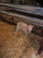 Jonge Charollais ram voor de slacht, Dieren en Toebehoren, Mannelijk, Schaap, 0 tot 2 jaar