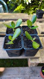 Jadeplantjes, Ophalen