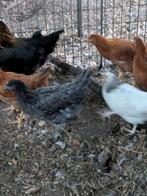 Bleu de lande legkippen, Dieren en Toebehoren, Pluimvee