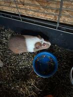 30, Dieren en Toebehoren, Knaagdieren, Cavia, Vrouwelijk, November, Tam