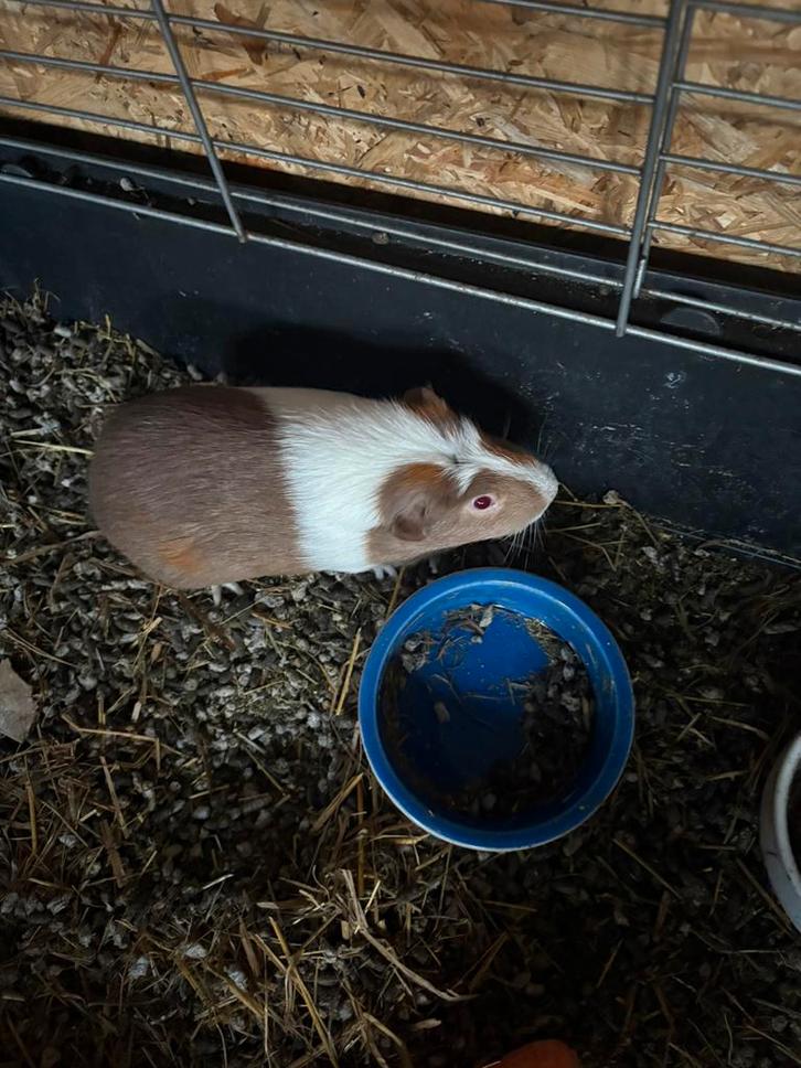 30, Dieren en Toebehoren, Knaagdieren, Vrouwelijk, Cavia, November, Tam