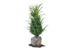 Taxus Baccata, Ophalen, Taxus