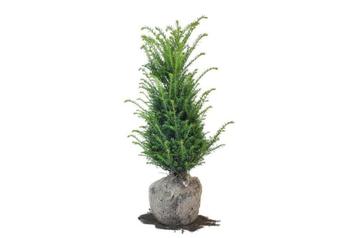 Taxus Baccata  beschikbaar voor biedingen