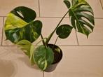 Monstera Aurea, Enlèvement ou Envoi, En pot