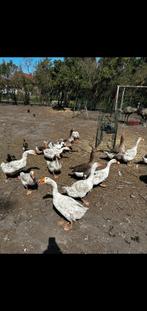 A vendre oies, Tuin en Terras, Tuinhuizen, Ophalen of Verzenden