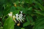 Lonicera japonicum 'Halliana' ofwel Japanse Kamperfoelie', Ophalen