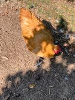 Orphington haan, Dieren en Toebehoren, Pluimvee, Mannelijk, Kip