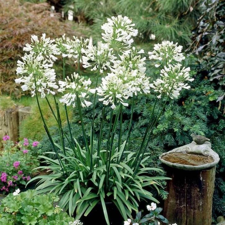 Agapanthus Abus, Tuin en Terras, Planten | Tuinplanten, Vaste plant, Ophalen
