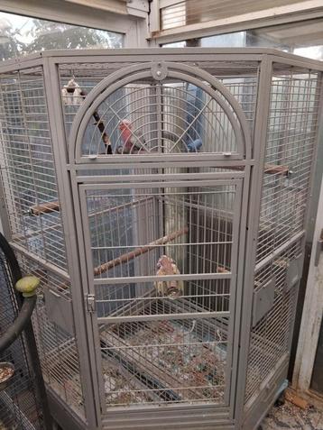 Volière Montana Denver beschikbaar voor biedingen