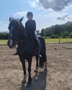 2 super brave grote D pony's in halve stal aangeboden., Dieren en Toebehoren, Meerdere dieren, B