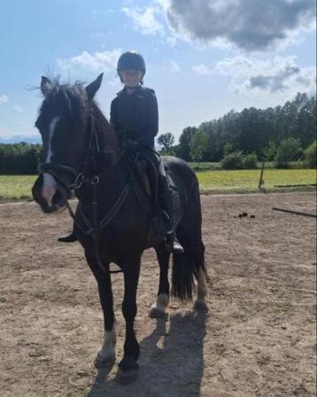 2 super brave grote D pony's in halve stal aangeboden. beschikbaar voor biedingen