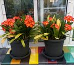 Zeer grote Clivia, Ophalen, Zo goed als nieuw