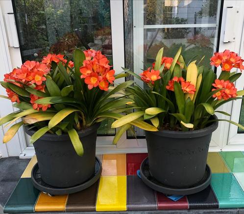 Zeer grote Clivia, Huis en Inrichting, Woonaccessoires | Kunstplanten en Kunstbloemen, Zo goed als nieuw, Ophalen